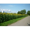 Sonnenblumen, reif für die Ernte